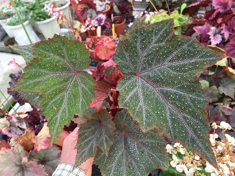 B. ‘Robin’